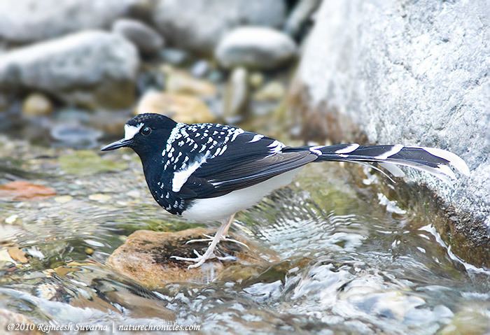 Spotted forktail Nature Chronicles Feather Spotted Forktail