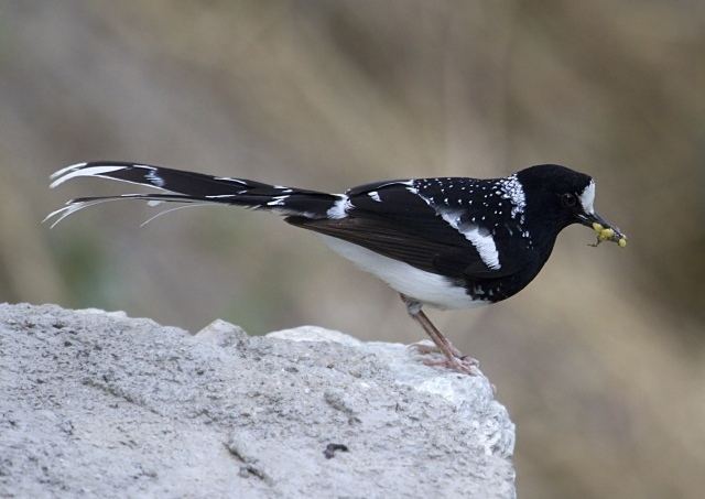 Spotted forktail Oriental Bird Club Image Database Spotted Forktail Enicurus