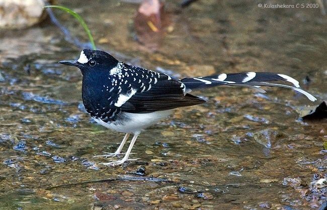 Spotted forktail Oriental Bird Club Image Database Spotted Forktail Enicurus