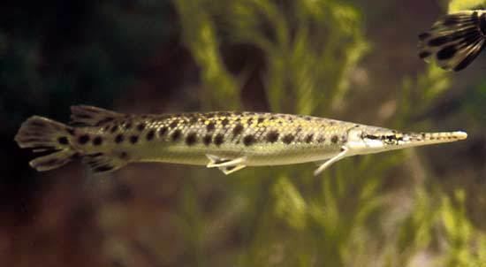 Spotted gar - Alchetron, The Free Social Encyclopedia