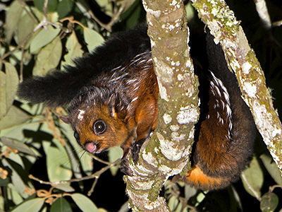 Spotted giant flying squirrel wwwecologyasiacomimagesstuspottedgiantflyin