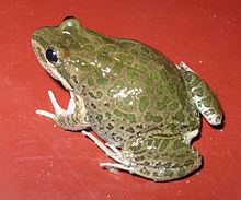 Spotted grass frog httpsuploadwikimediaorgwikipediacommonsthu