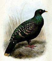 Spotted green pigeon httpsuploadwikimediaorgwikipediacommonsthu