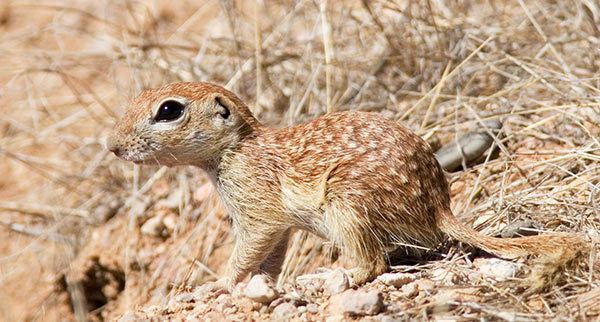 Spotted ground squirrel Photograph of Photo of Image of Spotted Ground Squirrel Spermophilus