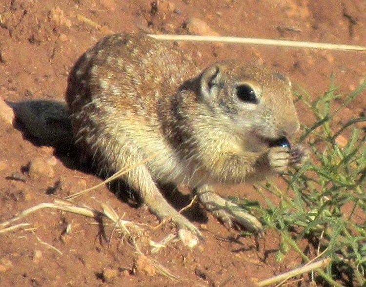 Spotted ground squirrel Cochise County Rodents The Spotted Ground Squirrel Ghost32Writer