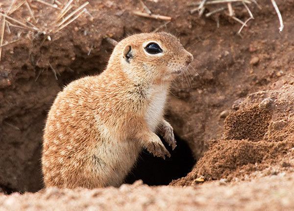 Spotted ground squirrel Photograph of Photo of Image of Spotted Ground Squirrel Spermophilus