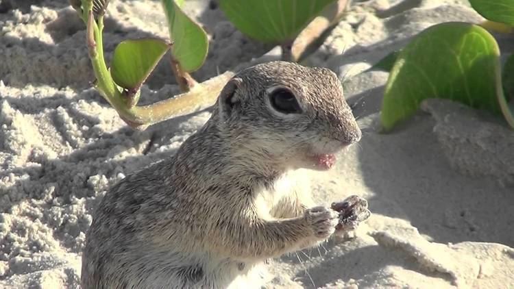 Spotted ground squirrel Spotted Ground Squirrel Eating a Cashew YouTube