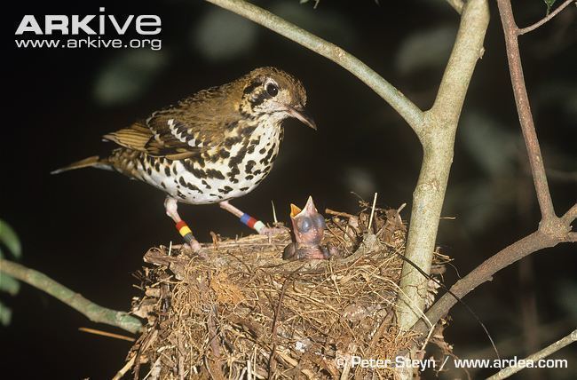 Spotted ground thrush Spotted groundthrush videos photos and facts Zoothera guttata