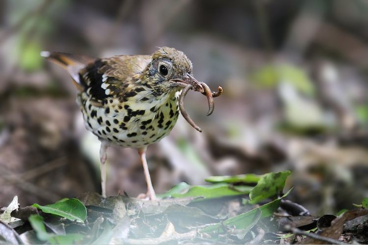 Spotted ground thrush Spotted Ground Thrush Bird amp Wildlife Photography by Richard and