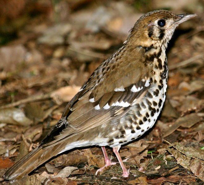 Spotted ground thrush Spotted Groundthrush