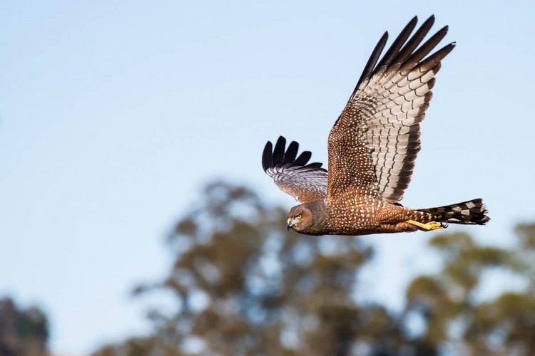 Spotted harrier Spotted Harrier Circus assimilis Focusing on Wildlife
