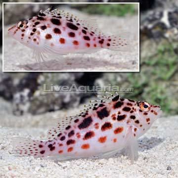 Spotted hawkfish Spotted Hawkfish