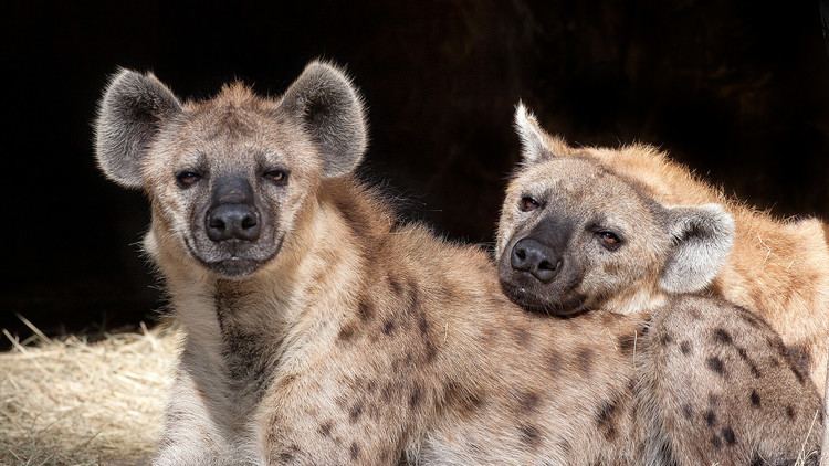 Spotted hyena animalssandiegozooorgsitesdefaultfiles20160