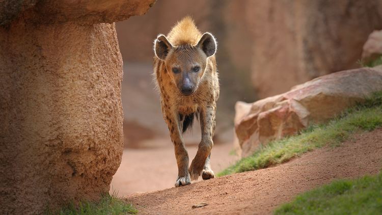 Spotted hyena Spotted Hyena