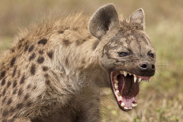 Spotted hyena The Spotted Hyena Album on Imgur