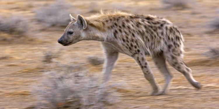 Spotted hyena BBC Earth The truth about spotted hyenas