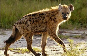 Spotted hyena Spotted Hyena Frostburg State University