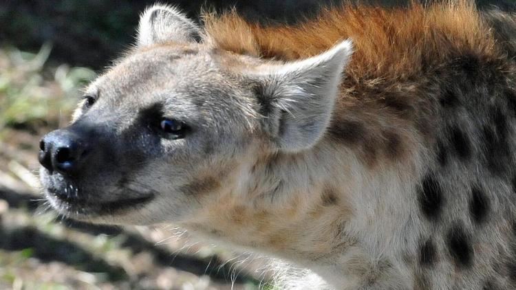 Spotted hyena BBC Earth The truth about spotted hyenas