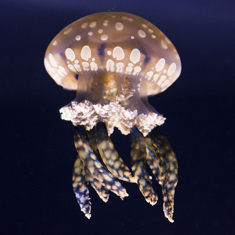 Spotted jelly httpsc1staticflickrcom760506321788706ce98