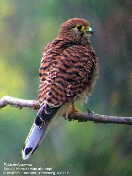 Spotted kestrel Oriental Bird Club Image Database Spotted Kestrel Falco moluccensis