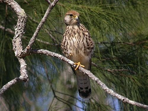 Spotted kestrel BirdQuest The Ultimate in Birding Tours