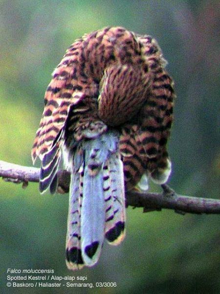 Spotted kestrel Oriental Bird Club Image Database Spotted Kestrel Falco moluccensis
