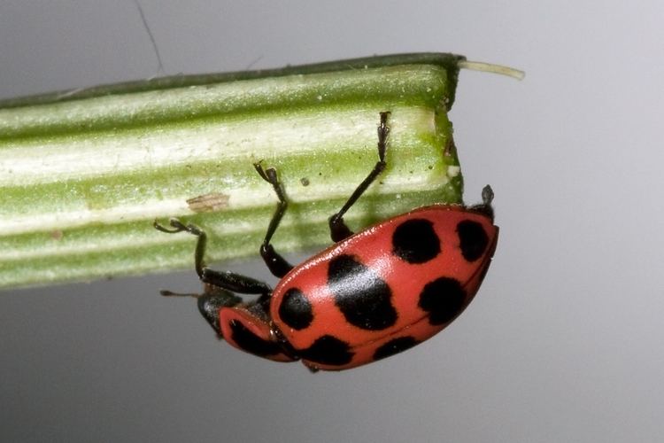 Spotted lady beetle httpsuploadwikimediaorgwikipediacommonsff
