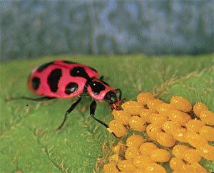 Spotted lady beetle The Pink Spotted Lady Beetle Integrated Crop and Pest Management