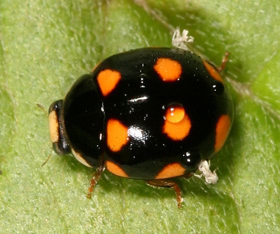 Spotted lady beetle Orangespotted Lady Beetle Brachiacantha ursina BugGuideNet