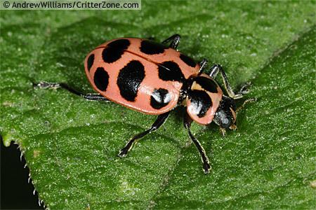 Spotted lady beetle Coleomegilla maculata pink spotted lady beetle Coleomegilla