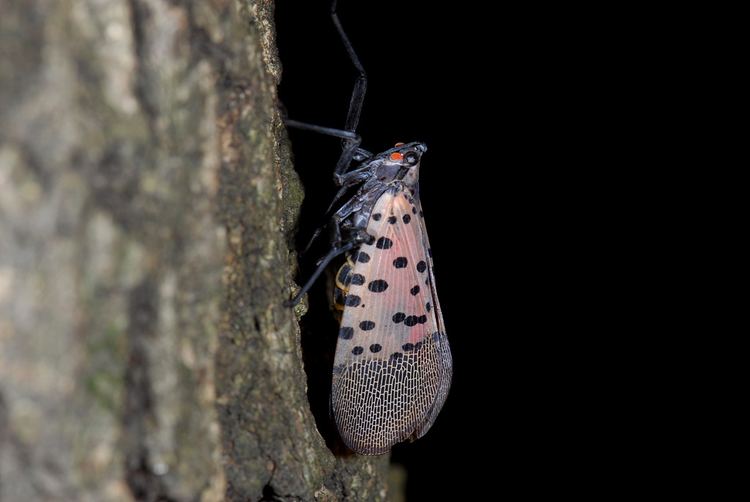 Spotted lanternfly - Alchetron, The Free Social Encyclopedia