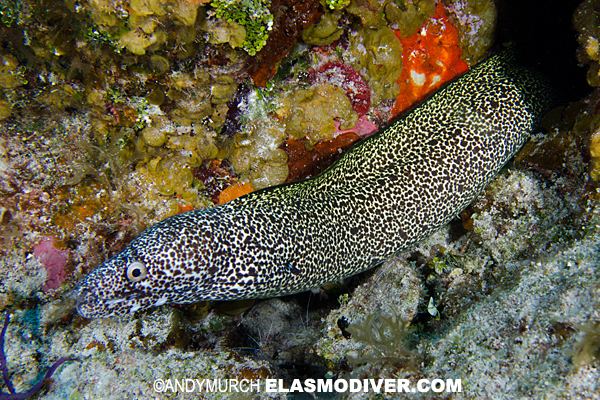 Spotted moray Spotted Moray Eel Pictures images of Gymnothorax moringa