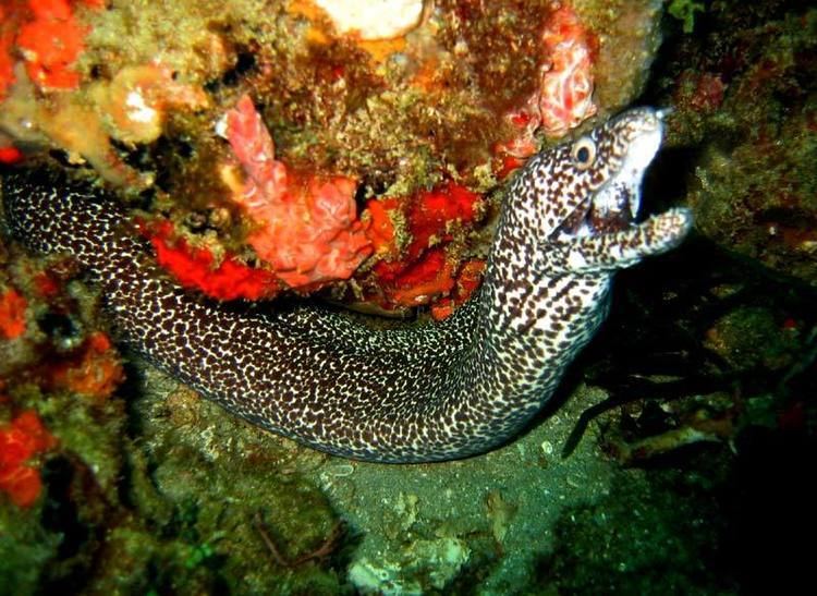 Spotted moray Spotted Moray Eels