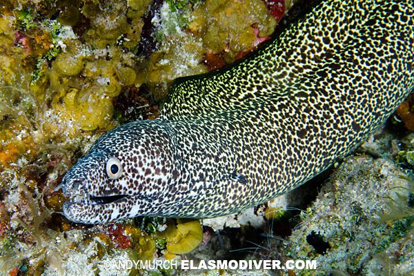 Spotted moray Spotted Moray Eel Pictures images of Gymnothorax moringa