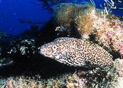 Spotted moray Spotted moray Wikipedia