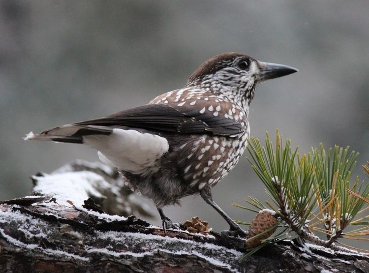 Spotted nutcracker Surfbirds Online Photo Gallery Search Results