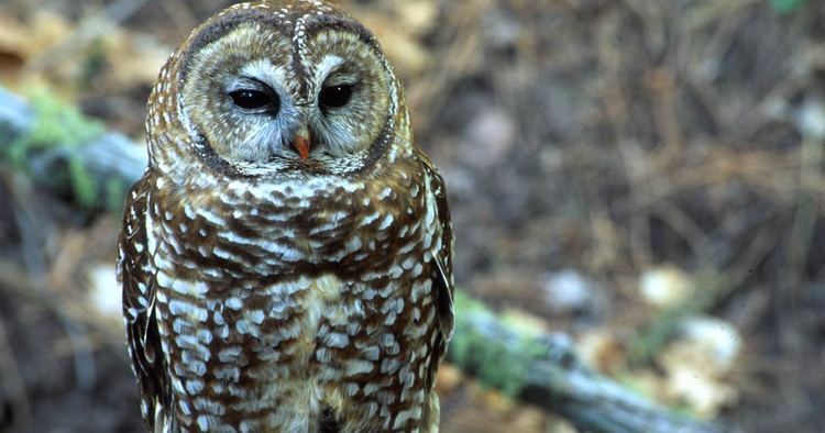 Spotted owl Spotted Owl Strix occidentalis Information Pictures Sounds