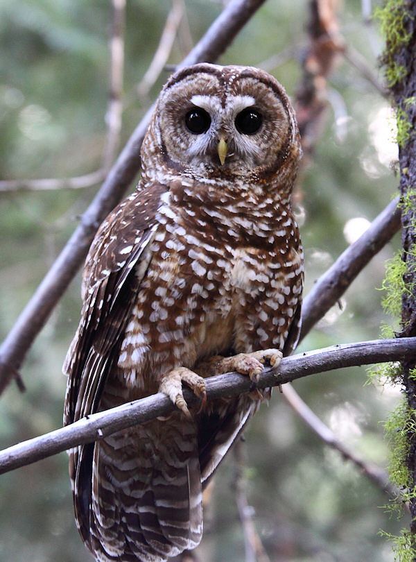 Spotted owl wwwowlpagescomowlsspeciesimagesspottedowlk