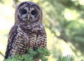 Spotted owl Spotted Owl Identification All About Birds Cornell Lab of
