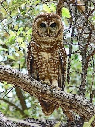 Spotted owl Spotted Owl Identification All About Birds Cornell Lab of