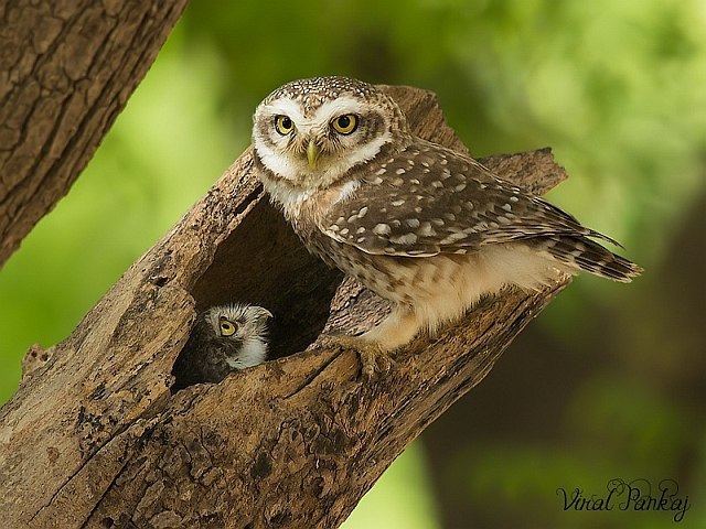 Spotted owlet Oriental Bird Club Image Database Spotted Owlet Athene brama