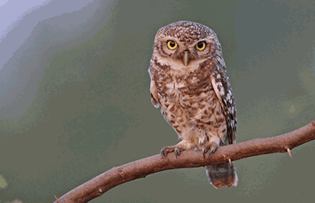 Spotted owlet Spotted Owlet Athene brama Planet of Birds