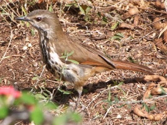 Spotted palm thrush African Bird Club