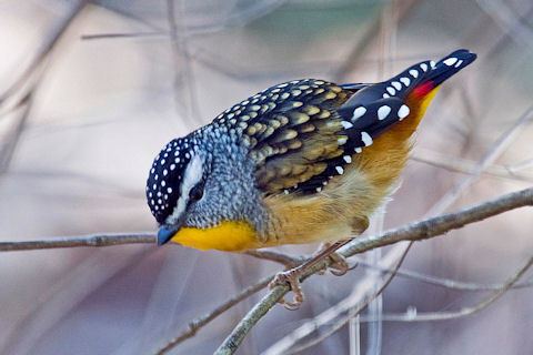 Spotted pardalote looking around while perching on a branch of the tree