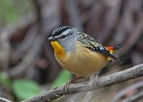 Spotted pardalote perching on a branch of the tree