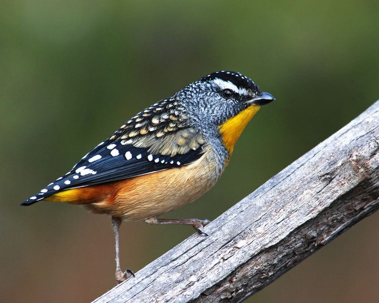 Male Spotted pardalote walking on a branch of a tree