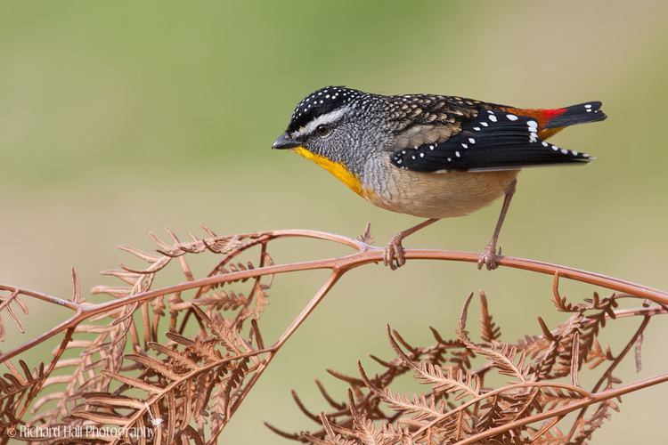 Spotted pardalote perching on a branch of the tree