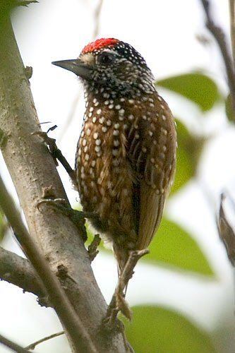 Spotted piculet wwwmangoverdecomwbgimages00000008195jpg