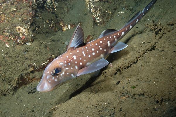 Spotted ratfish Spotted Ratfish Pictures