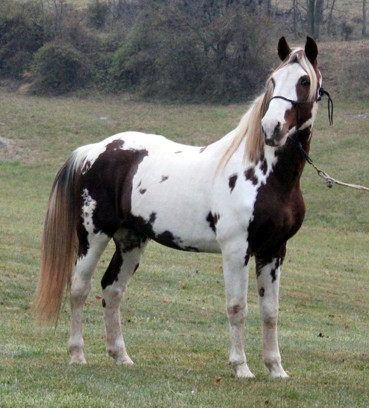 Spotted Saddle Horse Spotted Saddle Horse Breed Information History Videos Pictures